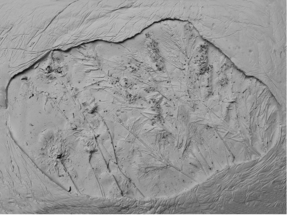 A
          close-up of a sand dune Description automatically generated
          with low confidence