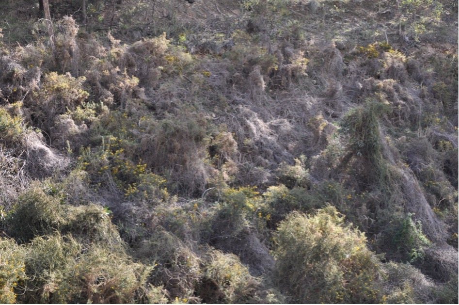 A
          picture containing tree, outdoor, grass, field Description
          automatically generated