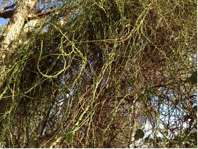 A
          picture containing tree, outdoor, plant, forest Description
          automatically generated