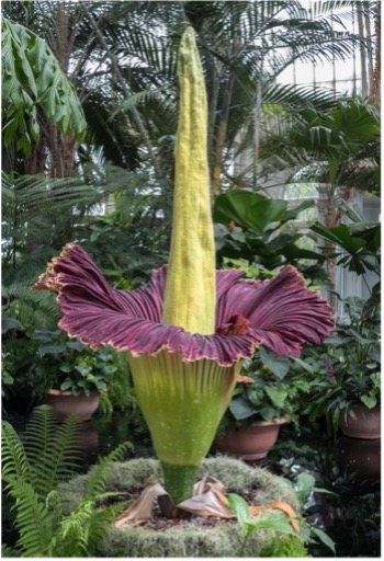 Corpse Plant blooming