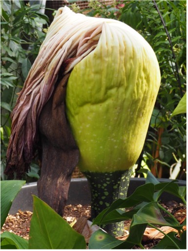 Corpse Flower deflated